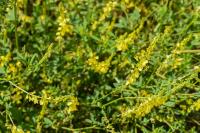 Melilotus officinalis