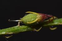 Melilotus officinalis