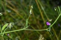 Lathyrus hirsutus