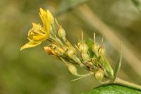 Lysimachia vulgaris