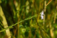 Linum usitatissimum