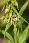 Epipactis helleborine