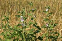 Althaea officinalis