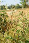 Filipendula ulmaria