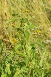 Lysimachia vulgaris