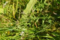 Oenanthe lachenalii