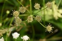 Oenanthe lachenalii