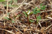 Trifolium scabrum