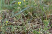 Medicago minima