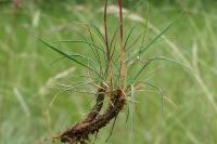 Koeleria vallesiana