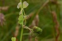 Medicago polymorpha