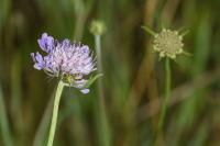 Scabiosa columbaria
