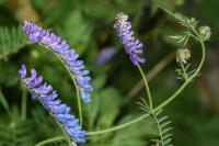 Vicia cracca