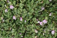 Ononis spinosa
