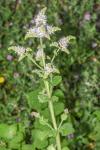 Mentha suaveolens