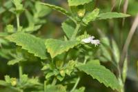 Melissa officinalis