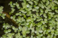 Lemna minuta