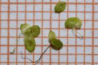Lemna minuta