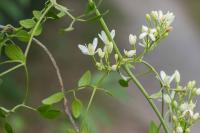 Clematis flammula
