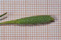 Phleum nodosum