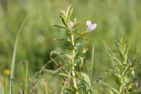 Gratiola officinalis