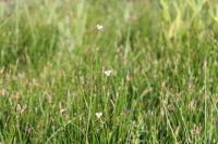 Baldellia ranunculoides