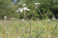 Achillea ptarmica