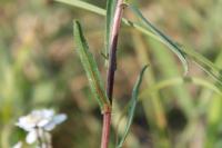 Achillea ptarmica