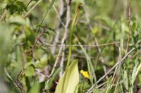 Ophioglossum vulgatum