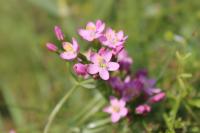 Centaurium erythraea