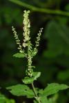 Teucrium scorodonia