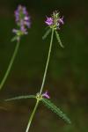 Betonica officinalis
