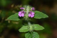Clinopodium vulgare