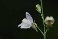 Linaria repens