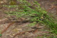 Juncus tenuis