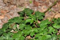 Sanicula europaea