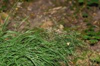 Melica uniflora