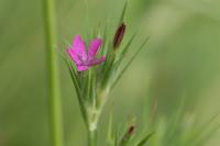 Dianthus armeria