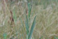 Lactuca saligna