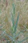 Lactuca saligna