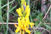 Genista tinctoria