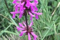 Betonica officinalis