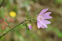 Malva moschata