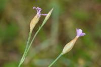 Petrorhagia prolifera
