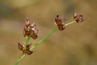 Juncus acutiflorus