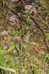Centaurium erythraea
