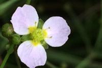 Alisma lanceolatum