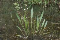 Alisma lanceolatum
