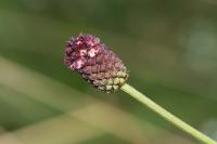 Sanguisorba officinalis