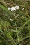 Achillea ptarmica